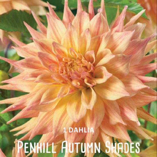 Dahlia Penhill Autumn Shades Jack the Grower