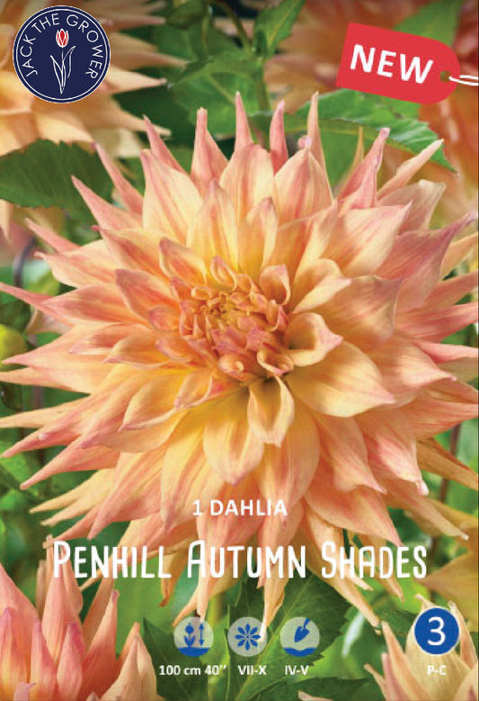 Dahlia Penhill Autumn Shades Jack the Grower