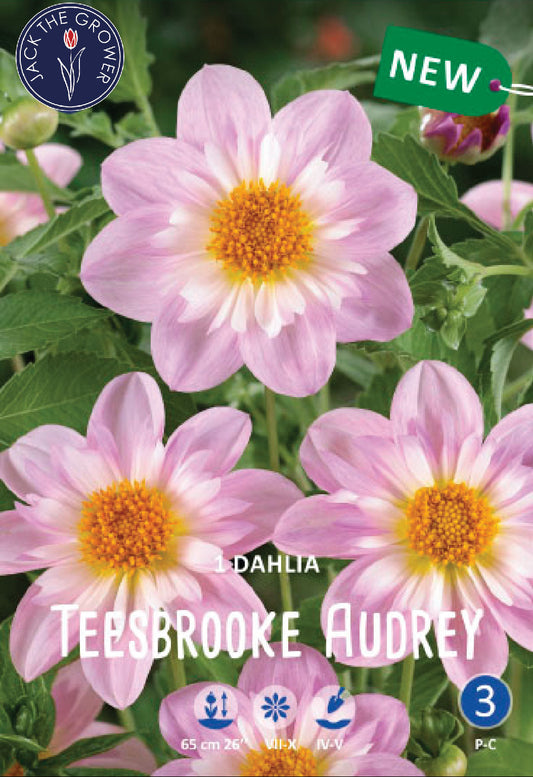 Dahlia Teesbrooke Audrey