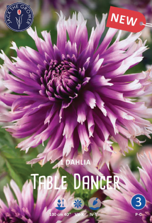 Dahlia Table Dancer Jack the Grower
