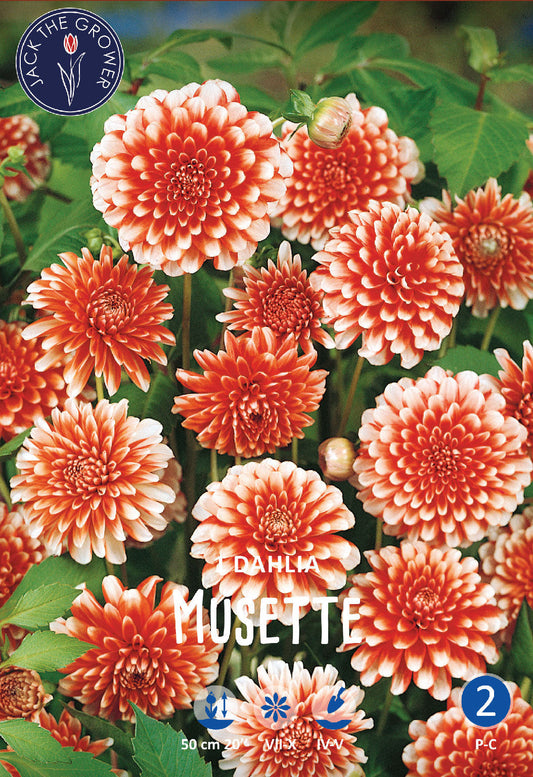 Dahlia Musette Jack the Grower