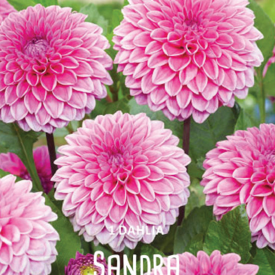 Dahlia Sandra Jack the Grower