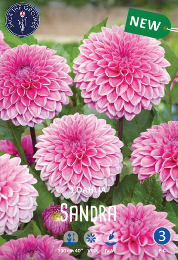 Dahlia Sandra Jack the Grower