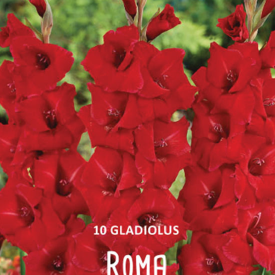 Gladiolus Roma Jack the Grower