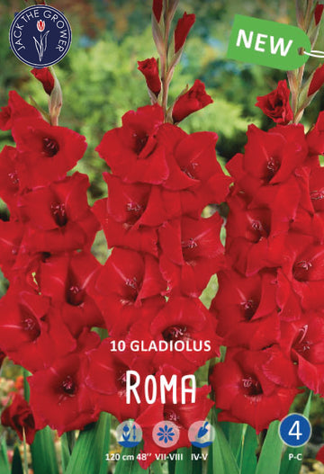 Gladiolus Roma Jack the Grower