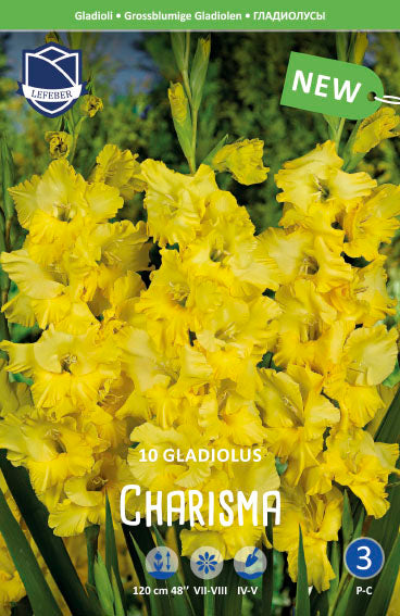 Gladiolus Charisma
