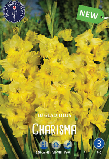 Gladiolus Charisma