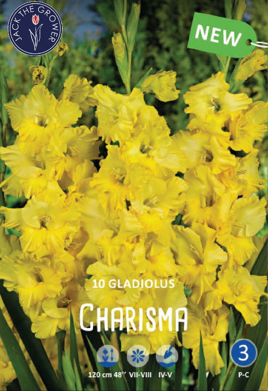 Gladiolus Charisma