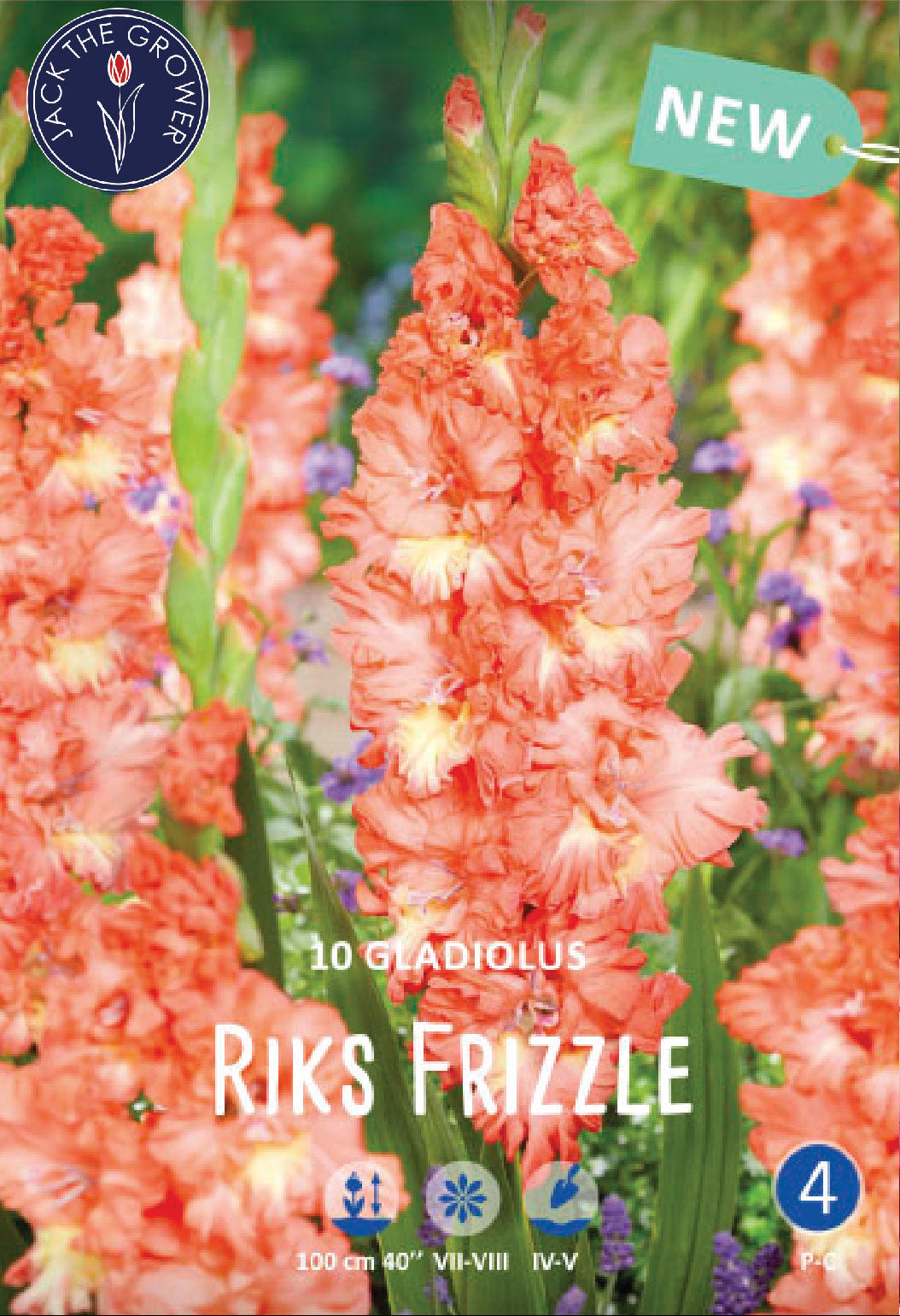 Gladiolus Riks Frizzle – Jack the Grower