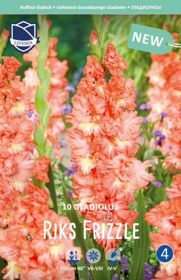 Gladiole Riks Frizzle Jack the Grower