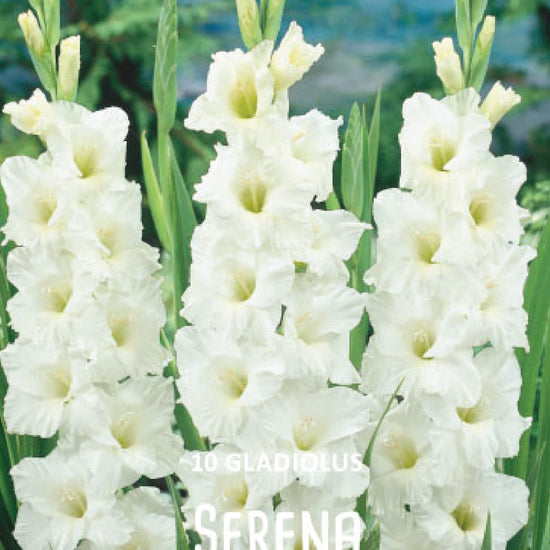 Gladiolus Serena Jack the Grower