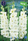 Gladiolus Serena Jack the Grower
