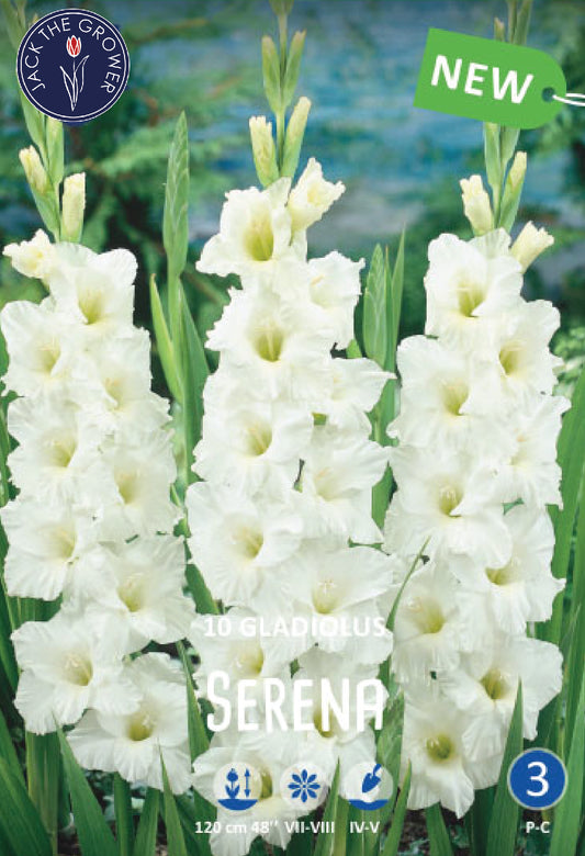 Gladiolus Serena Jack the Grower