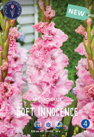 Gladiolus Soft Innocence