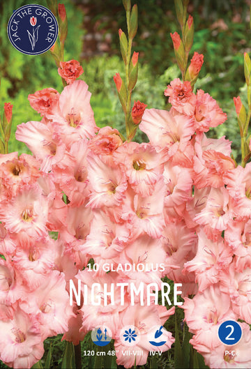 Gladiolus Nightmare