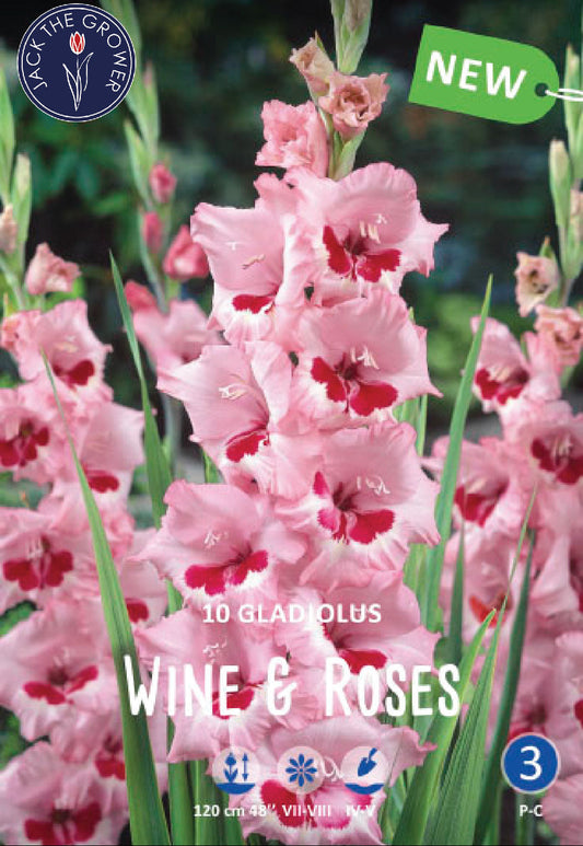 Gladiolus Wine and Roses Jack the Grower