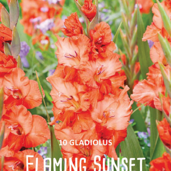 Gladiolus Flaming Sunset Jack the Grower