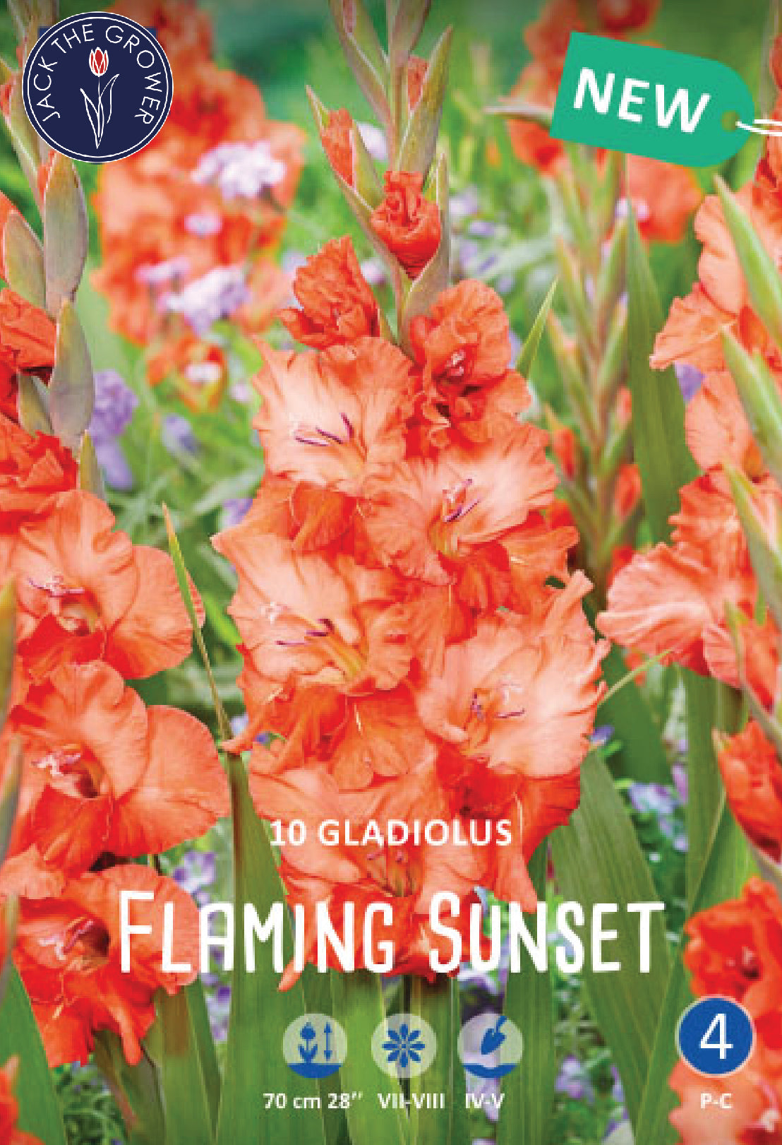 Gladiolus Flaming Sunset Jack the Grower