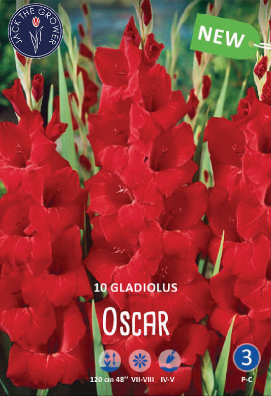 Gladiolus Oscar Jack the Grower