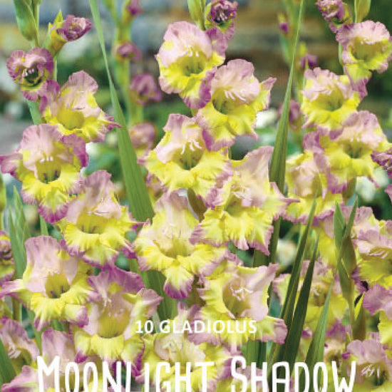 Gladiolus Moonlight Shadow Jack the Grower