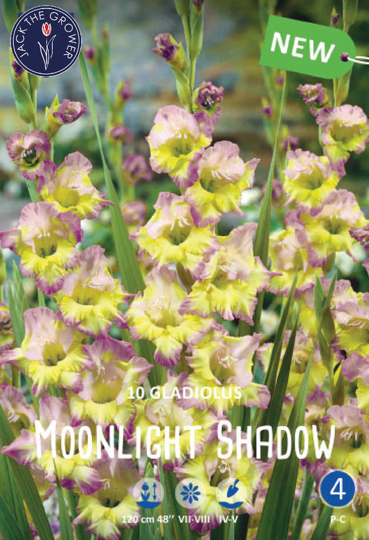 Gladiolus Moonlight Shadow Jack the Grower