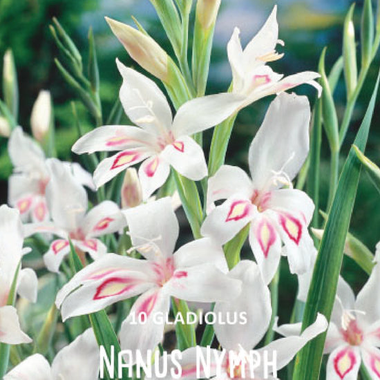 Gladiolus Nanus Nymph Jack the Grower