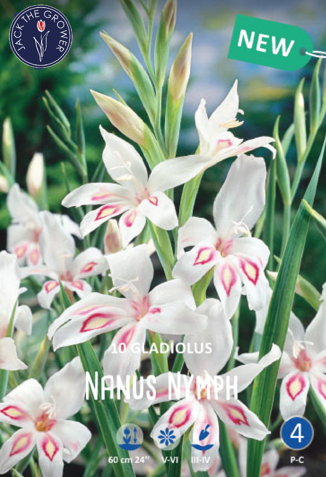 Gladiolus Nanus Nymph Jack the Grower