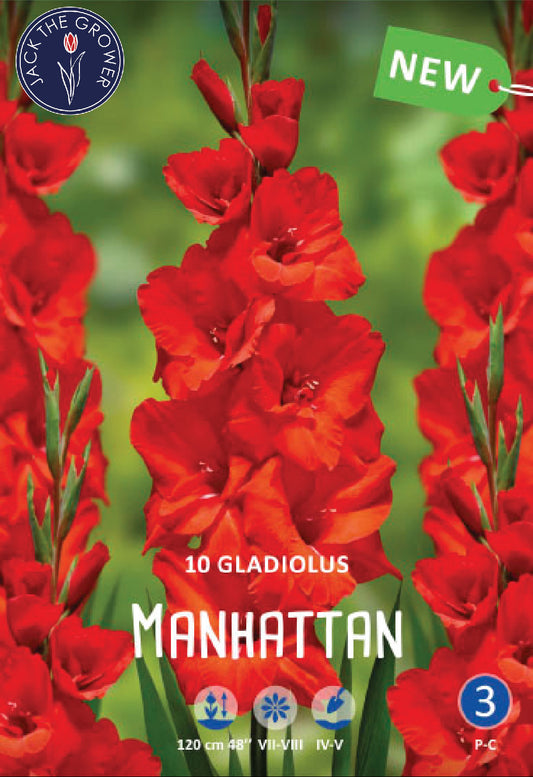 Gladiolus Manhattan Jack the Grower