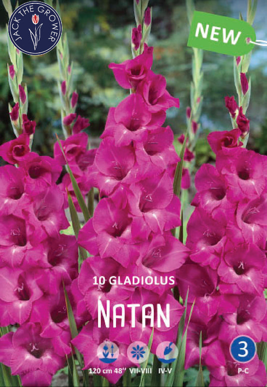 Gladiolus Natan Jack the Grower