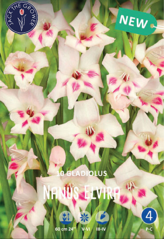 Gladiolus Nanus Elvira