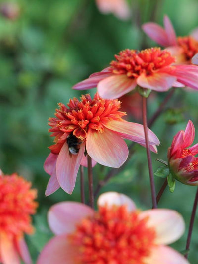 Dahlia Totally Tangerine Jack the Grower