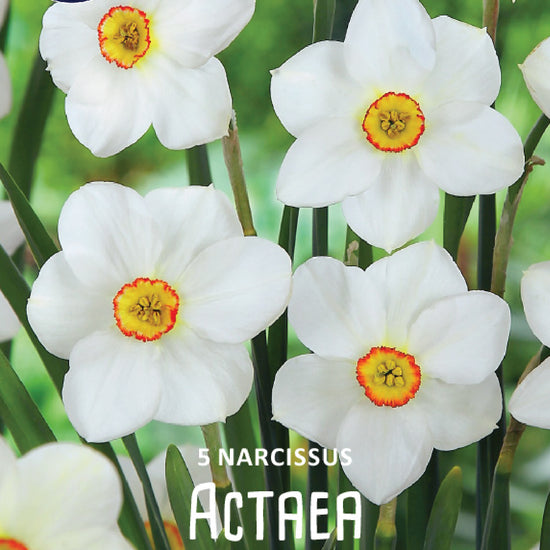 Narcissus Actaea Jack the Grower
