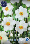 Narcissus Actaea Jack the Grower