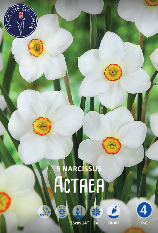 Narcissus Actaea Jack the Grower