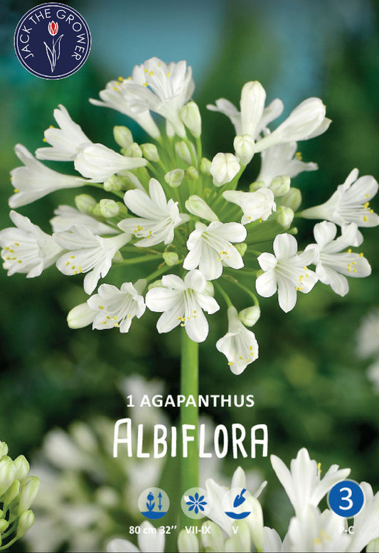 Agapanthus Albiflora