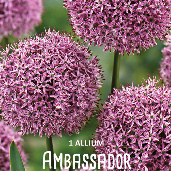 Allium Ambassador Jack the Grower