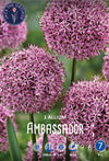 Allium Ambassador Jack the Grower