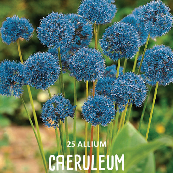 Allium Caeruleum Jack the Grower