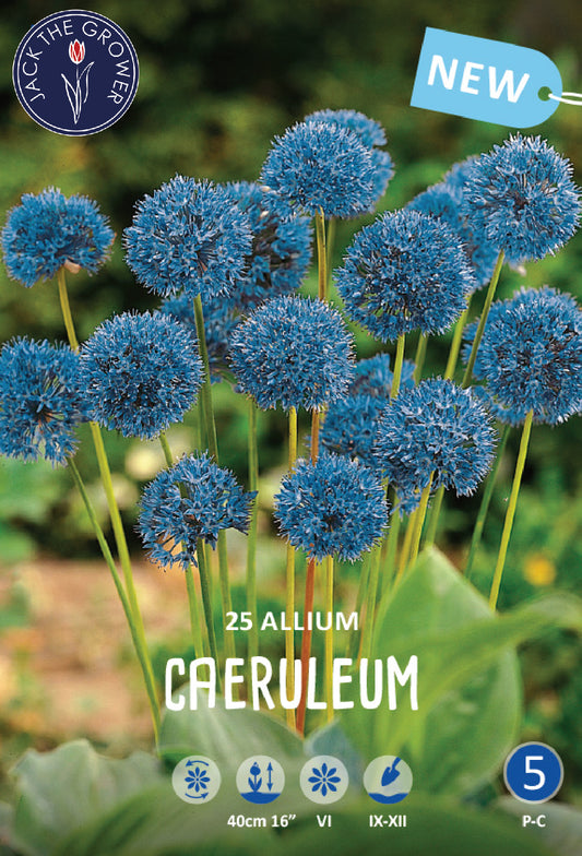 Allium Caeruleum Jack the Grower