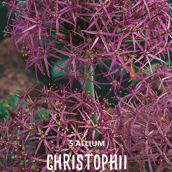 Allium Christophii Jack the Grower