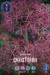 Allium Christophii Jack the Grower
