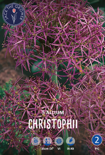 Allium Christophii Jack the Grower