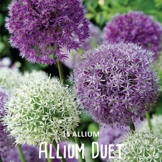 Allium Duet Jack the Grower