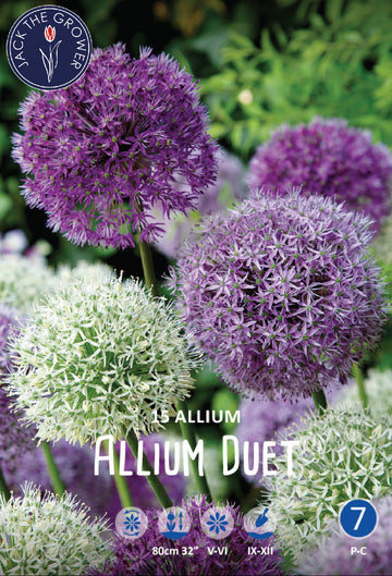 Allium Duet Jack the Grower