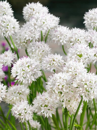 Allium Graceful Beauty Jack the Grower