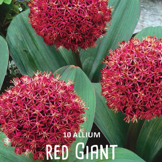 Allium Red Giant Jack the Grower