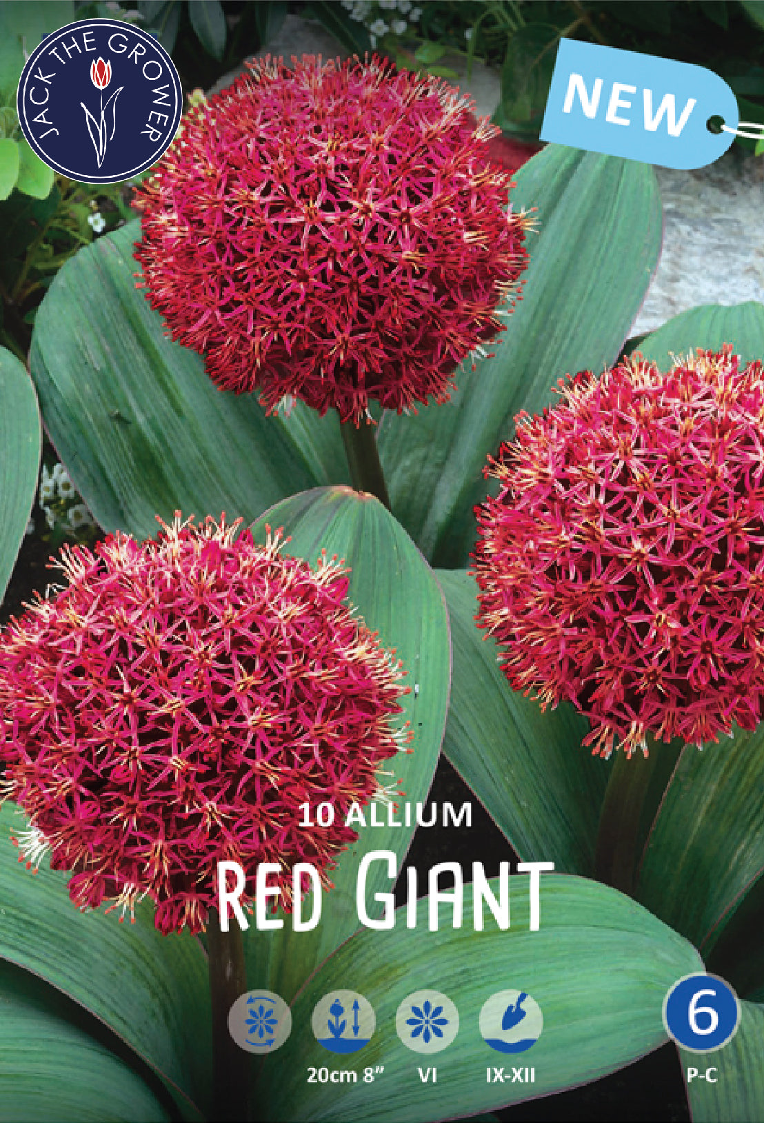 Allium Red Giant Jack the Grower