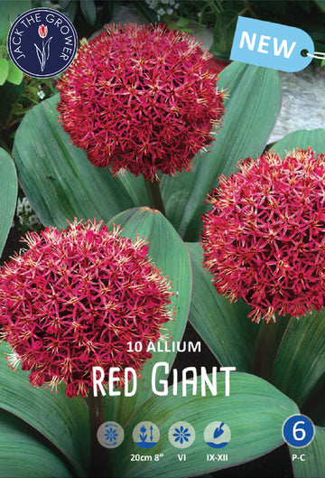 Allium Red Giant Jack the Grower