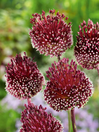 Allium Red Mohican Jack the Grower