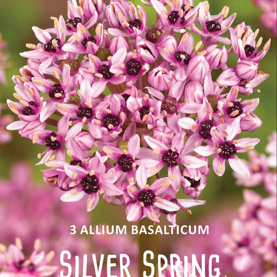 Allium Silver Spring Jack the Grower